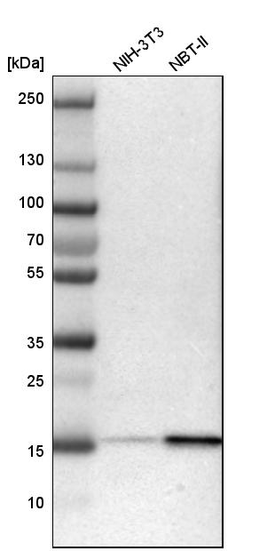 LMW-PTP/ACP1 Antibody - BSA Free Western Blot: LMW-PTP/ACP1 Antibody - BSA Free [NBP1-89551]