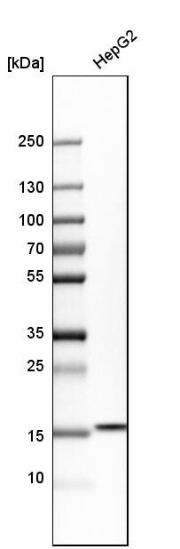 LMW-PTP/ACP1 Antibody - BSA Free Western Blot: LMW-PTP/ACP1 Antibody - BSA Free [NBP1-89551]