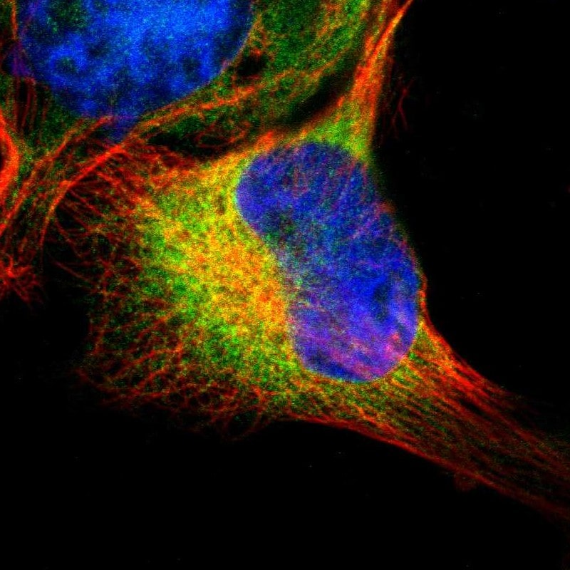 SELS Antibody - BSA Free Immunocytochemistry/ Immunofluorescence: SELS Antibody - BSA Free [NBP1-89558]