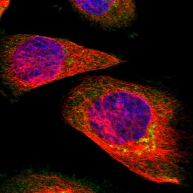 SUNC1 Antibody - BSA Free Immunocytochemistry/ Immunofluorescence: SUNC1 Antibody [NBP1-89567]