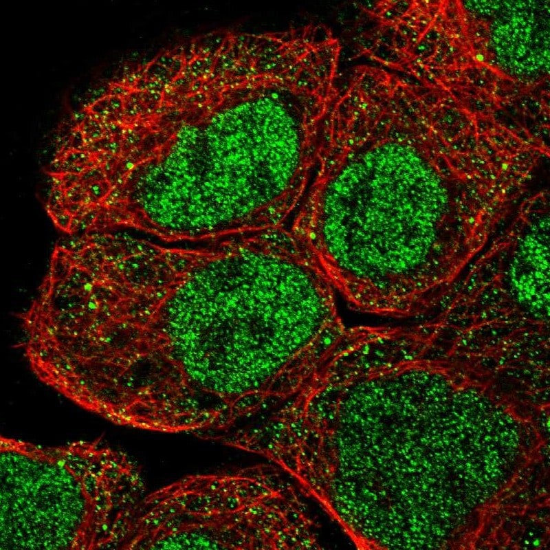 RNF12 Antibody - BSA Free Immunocytochemistry/ Immunofluorescence: RNF12 Antibody - BSA Free [NBP1-89571]