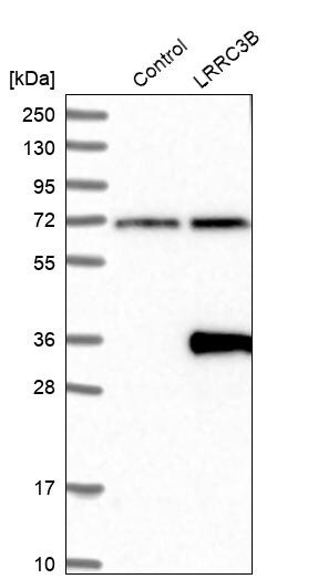 LRRC3B/LRP15 Antibody - BSA Free Western Blot: LRRC3B/LRP15 Antibody - BSA Free [NBP1-89579]
