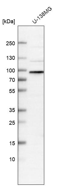 WHAMM Antibody - BSA Free Western Blot: WHAMM Antibody - BSA Free [NBP1-89592]