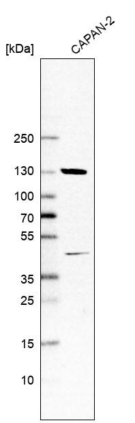 Sec8 Antibody - BSA Free Western Blot: Sec8 Antibody - BSA Free [NBP1-89597]