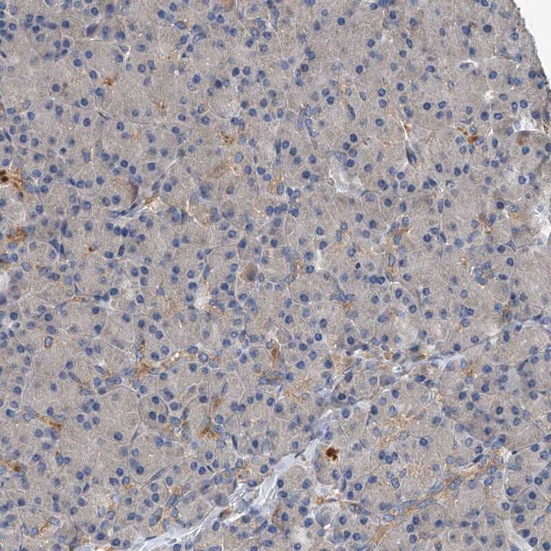 Sec8 Antibody - BSA Free Immunohistochemistry-Paraffin: Sec8 Antibody - BSA Free [NBP1-89597]