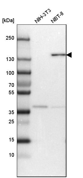 Cingulin Antibody - BSA Free Western Blot: Cingulin Antibody - BSA Free [NBP1-89600]