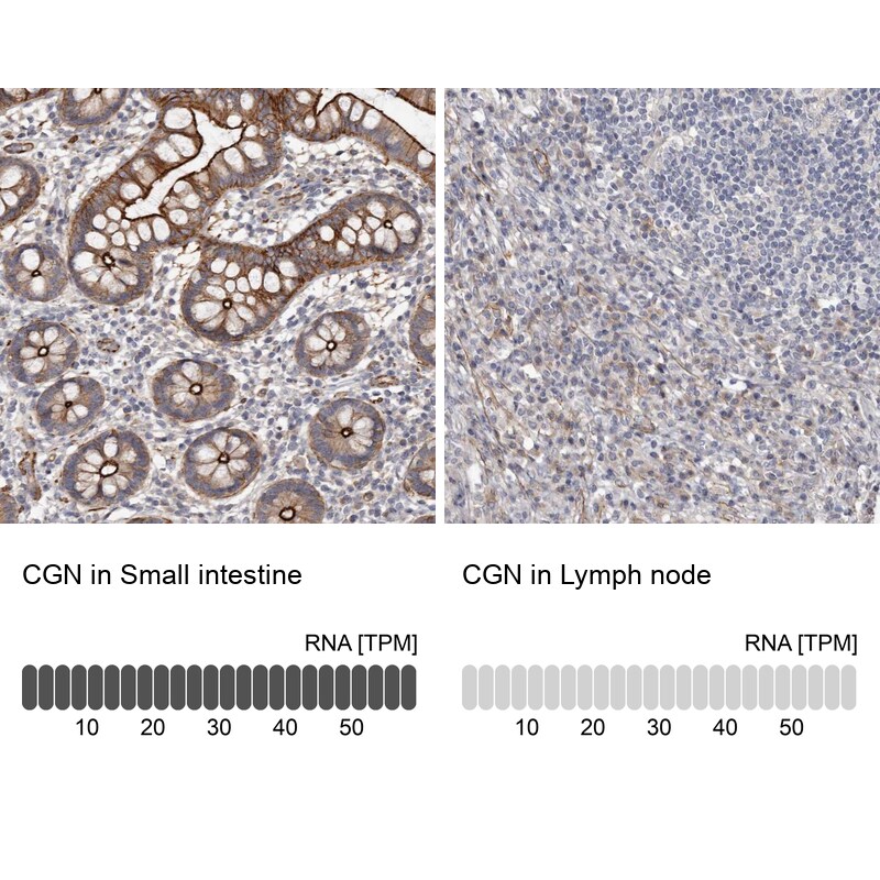 Cingulin Antibody - BSA Free Immunohistochemistry-Paraffin: Cingulin Antibody - BSA Free [NBP1-89600]
