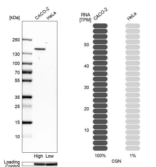 Cingulin Antibody - BSA Free Western Blot: Cingulin Antibody - BSA Free [NBP1-89600]