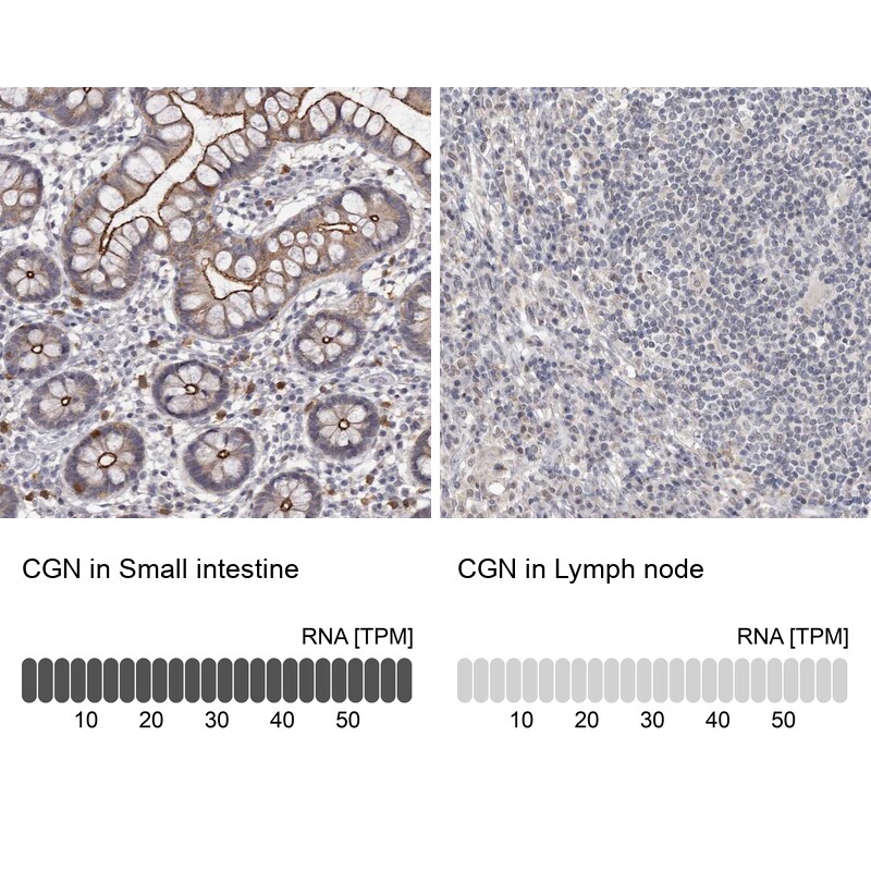 Cingulin Antibody - BSA Free Immunohistochemistry-Paraffin: Cingulin Antibody - BSA Free [NBP1-89601]