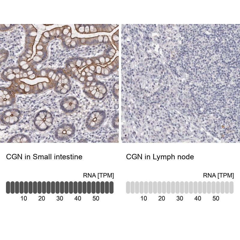 Cingulin Antibody - BSA Free Immunohistochemistry-Paraffin: Cingulin Antibody - BSA Free [NBP1-89602]