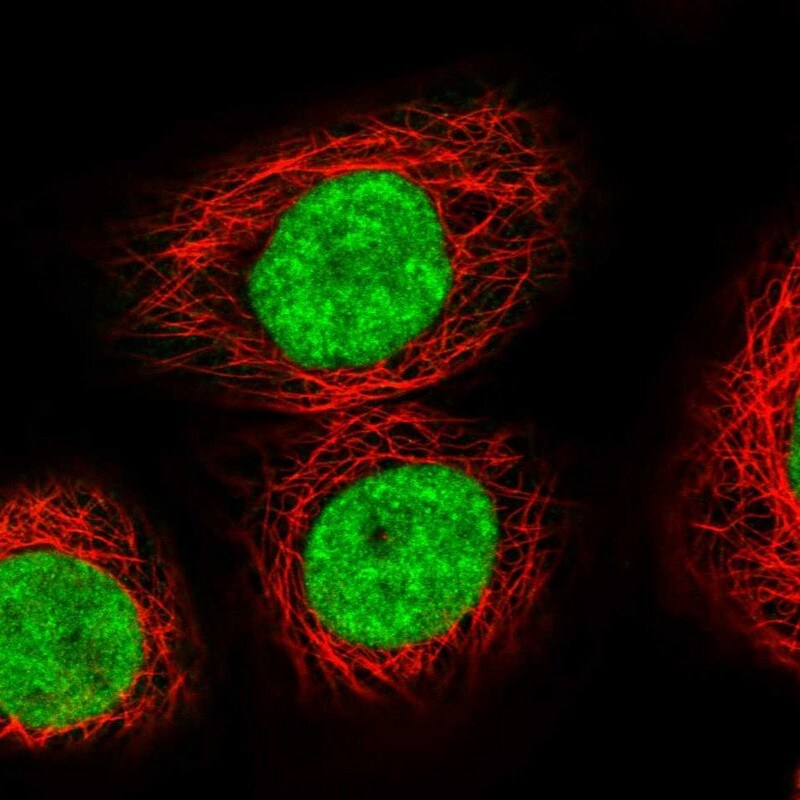 Exportin-5 Antibody - BSA Free Immunocytochemistry/ Immunofluorescence: Exportin-5 Antibody [NBP1-89605]