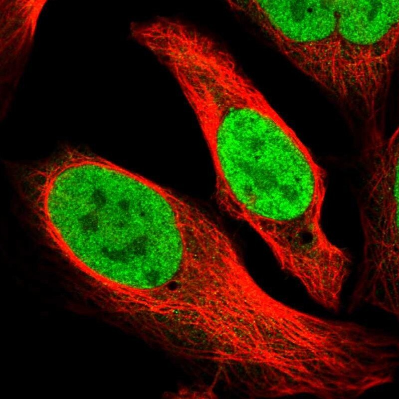 Exportin-5 Antibody - BSA Free Immunocytochemistry/ Immunofluorescence: Exportin-5 Antibody - BSA Free [NBP1-89606]