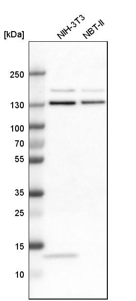 Exportin-5 Antibody - BSA Free Western Blot: Exportin-5 Antibody - BSA Free [NBP1-89606]