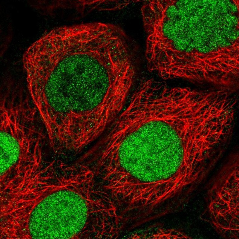 Exportin-5 Antibody - BSA Free Immunocytochemistry/ Immunofluorescence: Exportin-5 Antibody - BSA Free [NBP1-89607]