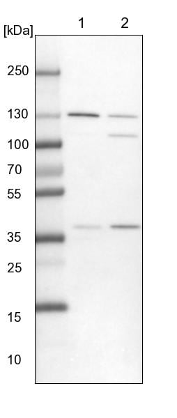 Exportin-5 Antibody - BSA Free Western Blot: Exportin-5 Antibody - BSA Free [NBP1-89607]