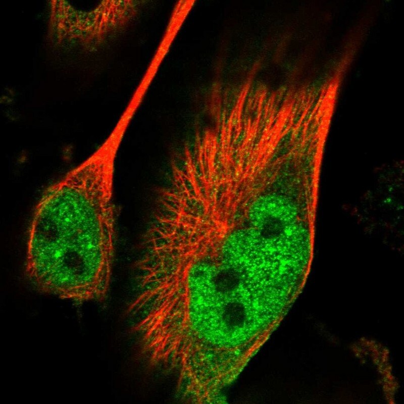 PAK7 Antibody - BSA Free Immunocytochemistry/ Immunofluorescence: PAK7 Antibody [NBP1-89609]