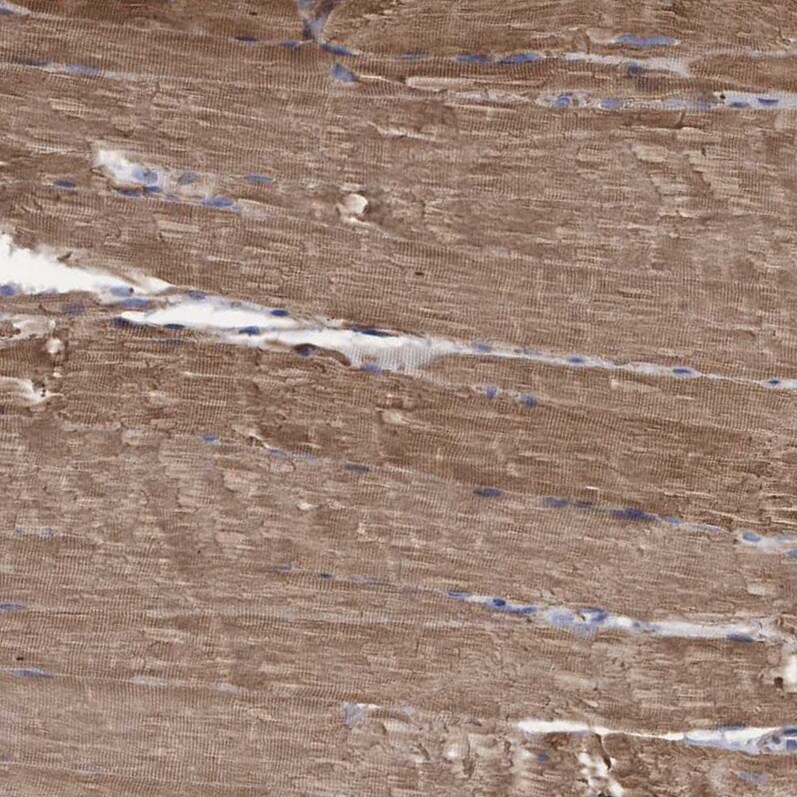 COBL Antibody - BSA Free Immunohistochemistry-Paraffin: COBL Antibody - BSA Free [NBP1-89616]