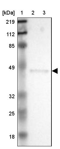 ERP44 Antibody - BSA Free Western Blot: ERP44 Antibody - BSA Free [NBP1-89617]