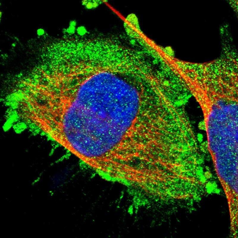 RGP1 Antibody - BSA Free Immunocytochemistry/ Immunofluorescence: RGP1 Antibody [NBP1-89621]