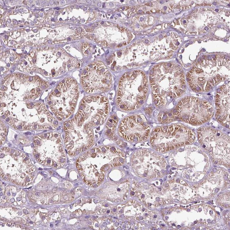alpha-Aminoadipate Aminotransferase Antibody - BSA Free Immunohistochemistry-Paraffin: alpha-Aminoadipate Aminotransferase Antibody - BSA Free [NBP1-89627]