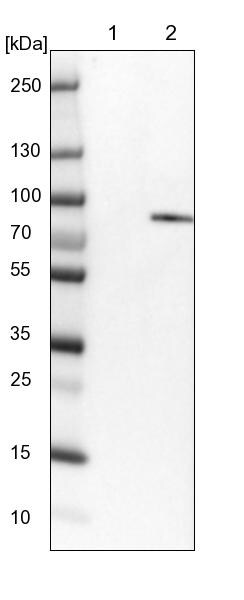 RSK1 Antibody - BSA Free Western Blot: RSK1 Antibody - BSA Free [NBP1-89647]