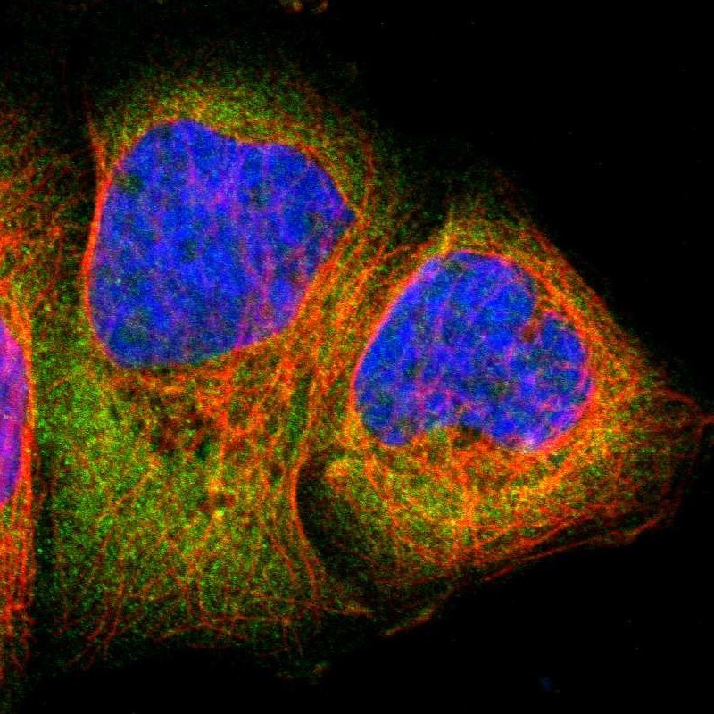 RSK1 Antibody - BSA Free Immunocytochemistry/ Immunofluorescence: RSK1 Antibody - BSA Free [NBP1-89647]