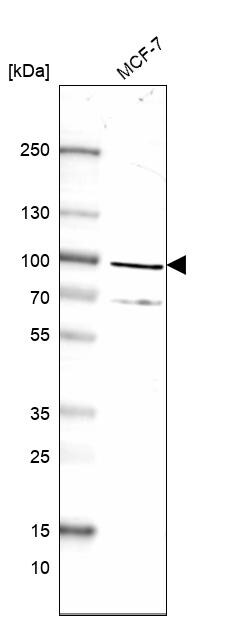 MAD1L1/MAD1 Antibody - BSA Free Western Blot: MAD1L1/MAD1 Antibody - BSA Free [NBP1-89664]