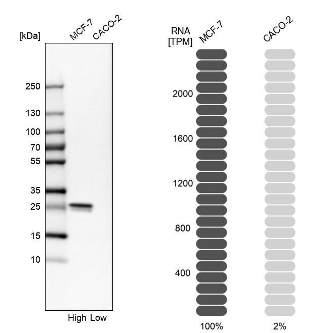HSP27 Antibody - BSA Free Western Blot: HSP27 Antibody - BSA Free [NBP1-89666]