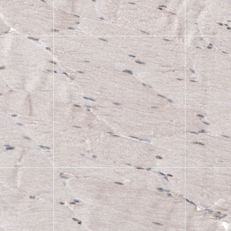 HP1 alpha Antibody - BSA Free Immunohistochemistry-Paraffin: HP1 alpha Antibody - BSA Free [NBP1-89672]