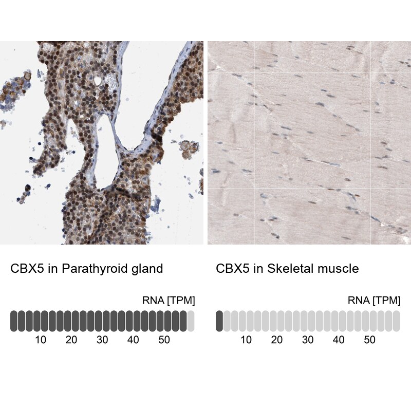 HP1 alpha Antibody - BSA Free Immunohistochemistry-Paraffin: HP1 alpha Antibody - BSA Free [NBP1-89672]