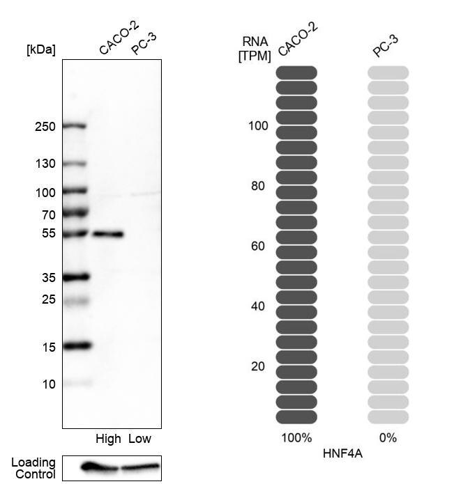 HNF-4 alpha/NR2A1 Antibody - BSA Free Western Blot: HNF-4 alpha/NR2A1 Antibody - BSA Free [NBP1-89679]