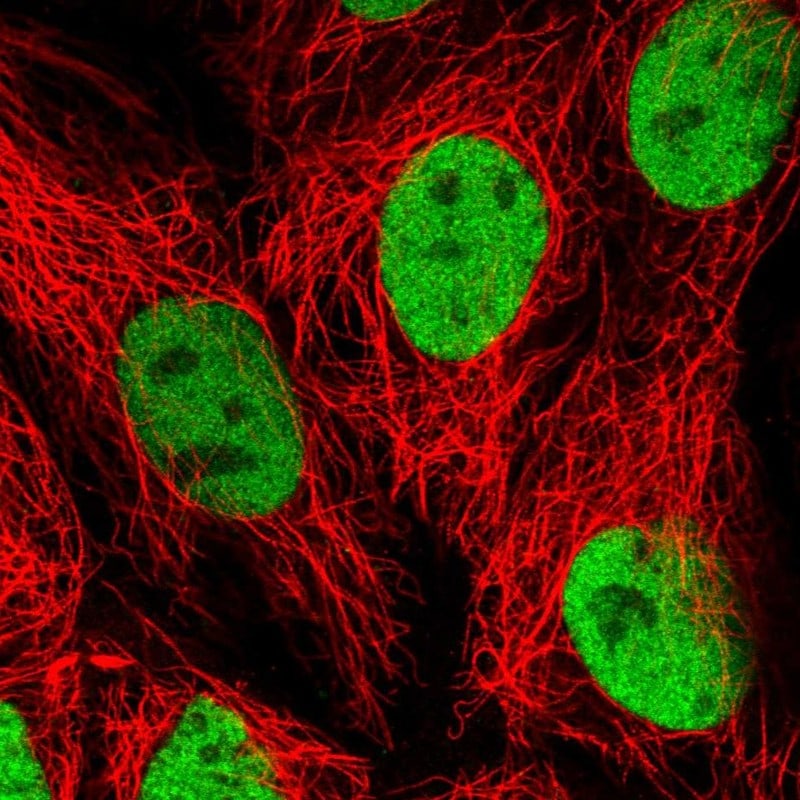 HNF-4 alpha/NR2A1 Antibody - BSA Free Immunocytochemistry/ Immunofluorescence: HNF-4 alpha/NR2A1 Antibody - BSA Free [NBP1-89679]