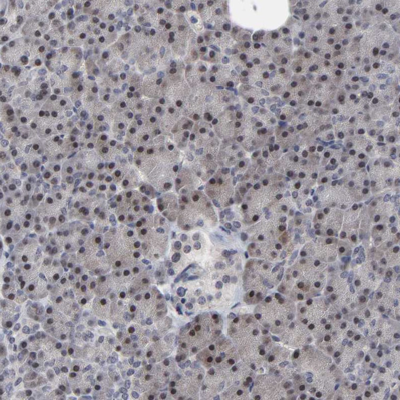HNF-4 alpha/NR2A1 Antibody - BSA Free Immunohistochemistry-Paraffin: HNF-4 alpha/NR2A1 Antibody - BSA Free [NBP1-89679]