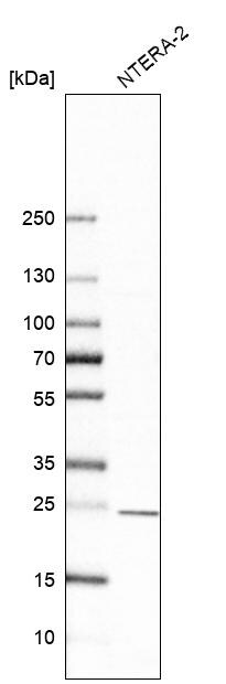 Proteasome subunit beta type 4 Antibody - BSA Free Western Blot: Proteasome subunit beta type 4 Antibody - BSA Free [NBP1-89681]