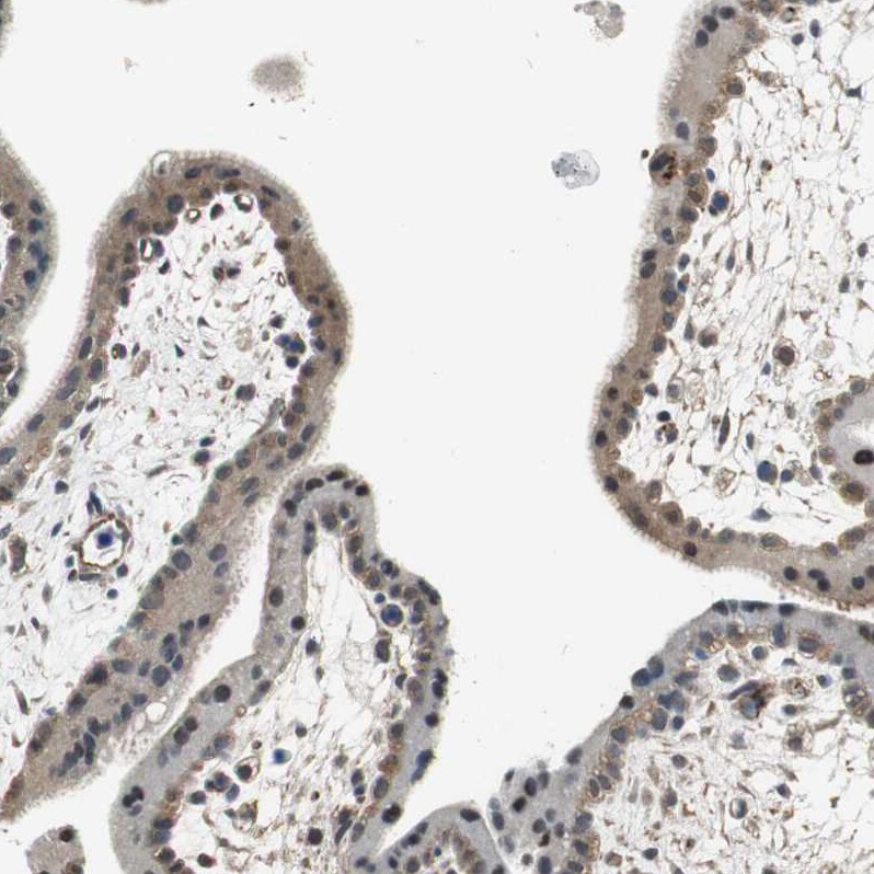 Proteasome subunit beta type 4 Antibody - BSA Free Immunohistochemistry-Paraffin: Proteasome subunit beta type 4 Antibody - BSA Free [NBP1-89681]