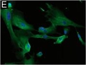 NG2/MCSP Antibody