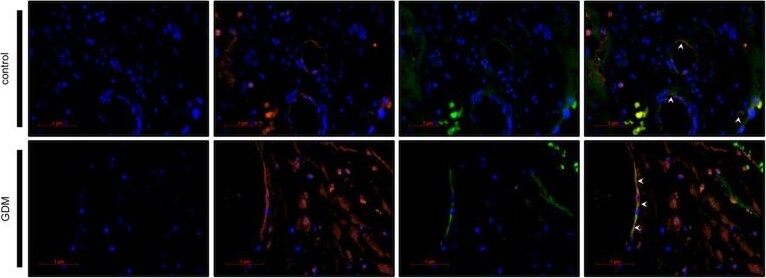 Galectin-2 Antibody