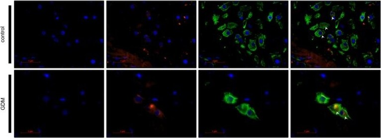 Galectin-2 Antibody