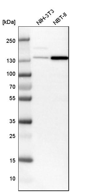 SMARCA5/SNF2H Antibody - BSA Free Western Blot: SMARCA5/SNF2H Antibody - BSA Free [NBP1-89692]