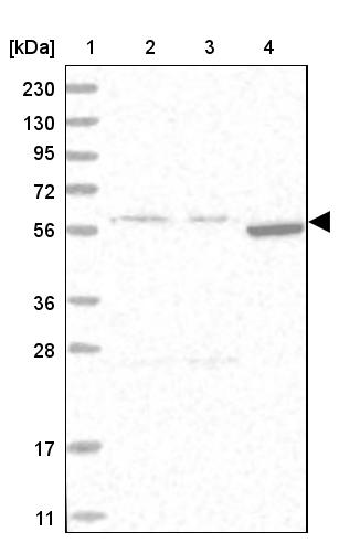 HYPE Antibody - BSA Free Western Blot: HYPE Antibody - BSA Free [NBP1-89697]
