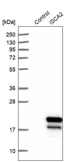 HBLD1 Antibody - BSA Free Western Blot: HBLD1 Antibody - BSA Free [NBP1-89716]