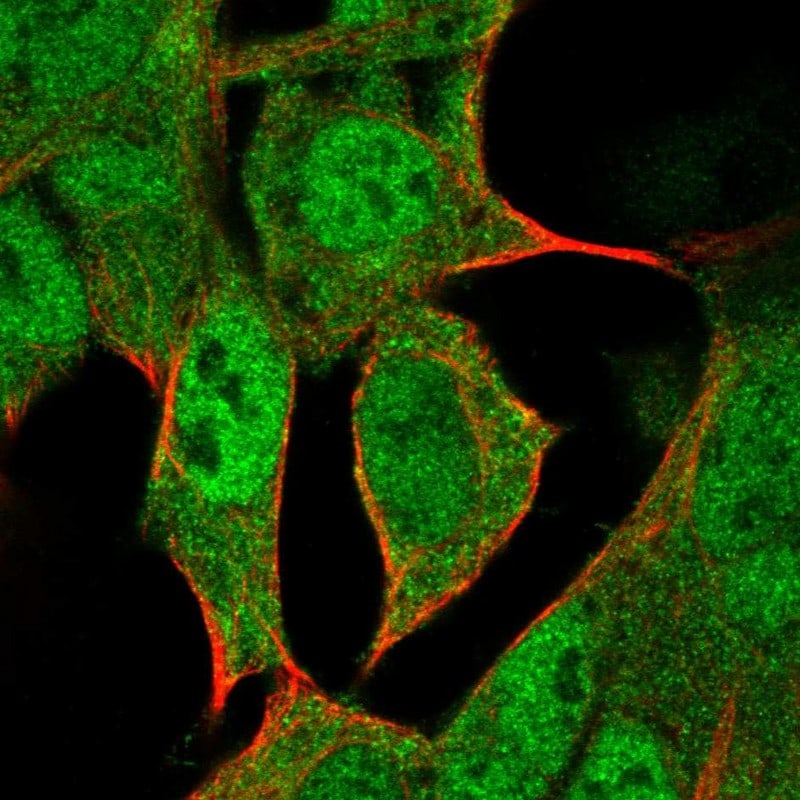 HLX1 Antibody - BSA Free Immunocytochemistry/ Immunofluorescence: HLX1 Antibody - BSA Free [NBP1-89719]