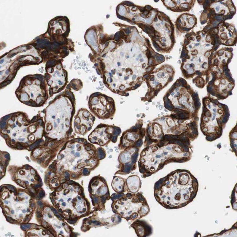 HAI-1/HGFA Inhibitor 1 Antibody - BSA Free Immunohistochemistry-Paraffin: HAI-1/HGFA Inhibitor 1 Antibody - BSA Free [NBP1-89720]