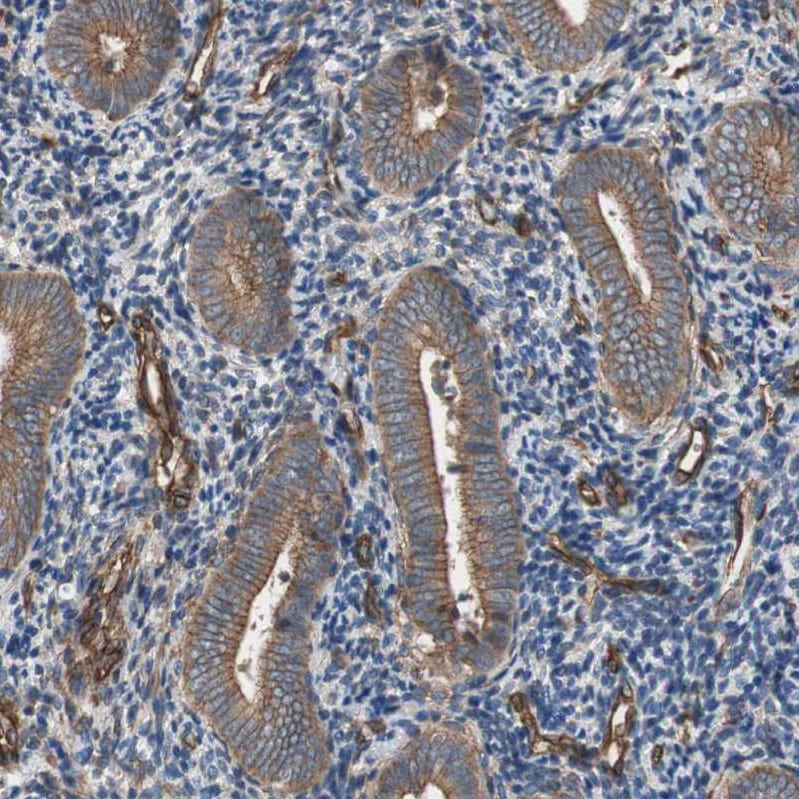 HAI-1/HGFA Inhibitor 1 Antibody - BSA Free Immunohistochemistry-Paraffin: HAI-1/HGFA Inhibitor 1 Antibody - BSA Free [NBP1-89720]