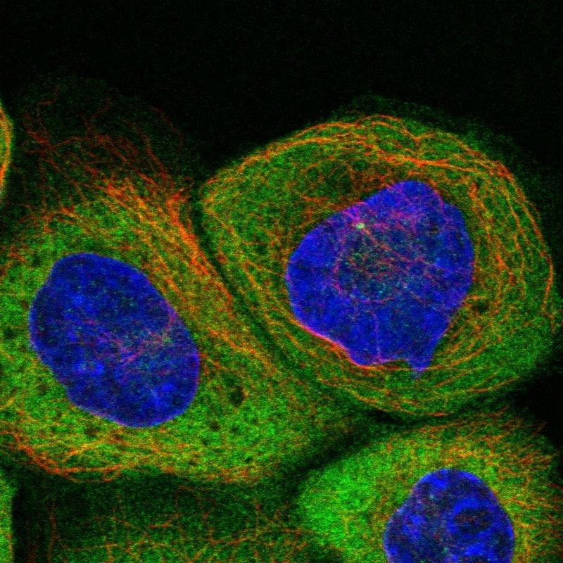 GTPBP9 Antibody - BSA Free Immunocytochemistry/ Immunofluorescence: GTPBP9 Antibody - BSA Free [NBP1-89725]