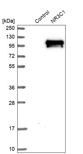 GR/NR3C1 Antibody - BSA Free Western Blot: GR/NR3C1 Antibody - BSA Free [NBP1-89733]