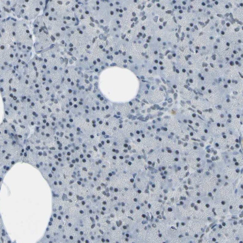 CEBP gamma Antibody - BSA Free Immunohistochemistry-Paraffin: CEBP gamma Antibody [NBP1-89742]