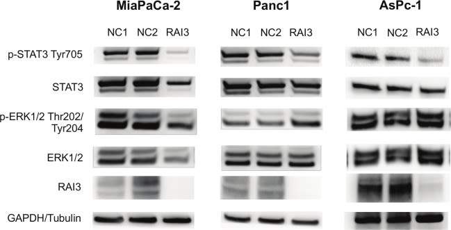 GPRC5A/RAI3 Antibody