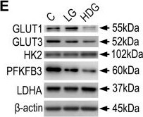 Glut3 Antibody - BSA Free