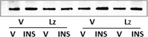 Glutaminase Antibody